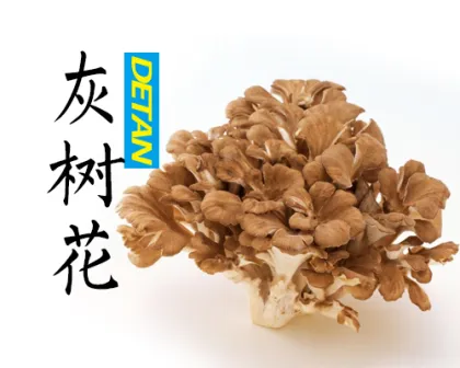 Fresh Maitake mushroom