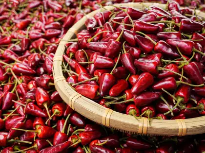 Authentic spicy flavor Dried chili-Bullet chili pepper