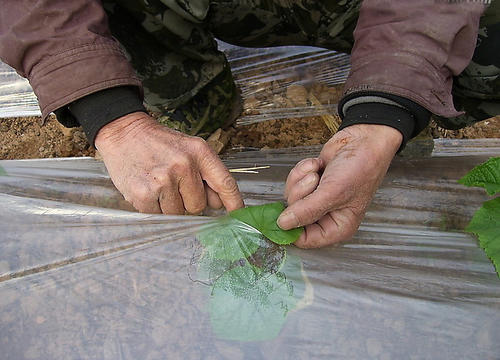 Bio-degradable Plastic Mulch Gardening Farming Film