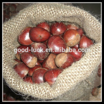 Chinese Fresh Chestnut in Shell, Lowest Price