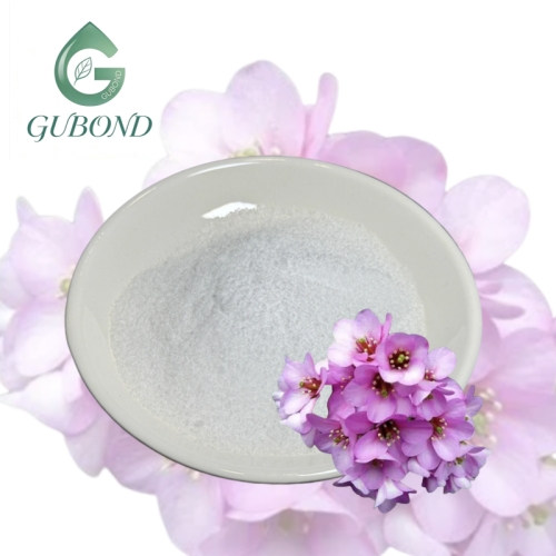 Порошок бергенина для ингредиентов пищевых добавок