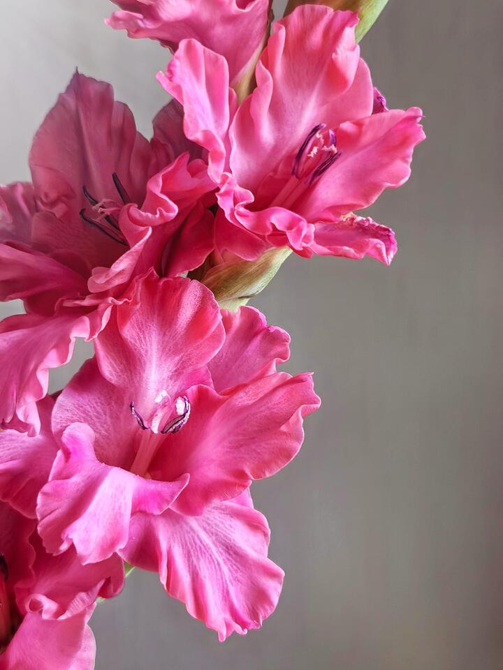 Purple Cloud Gladiolus