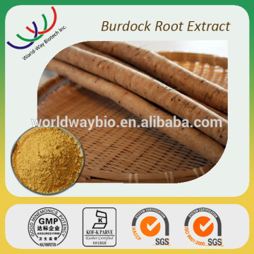 100% natural extraction Kosher FDA HACCP cGMP certified 10% arctigenin extract fresh burdock root extract fresh burdock powder
