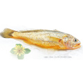 Small Croaker Yellow Croakes Fruits de mer