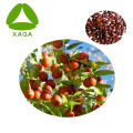 Spine Date Seed Extract Powder Jujuboside 1%