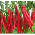 Bottom Price Capsaicin Powder 1%-99% Pure Capsaicin