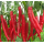 Bottom Price Capsaicin Powder 1%-99% Pure Capsaicin