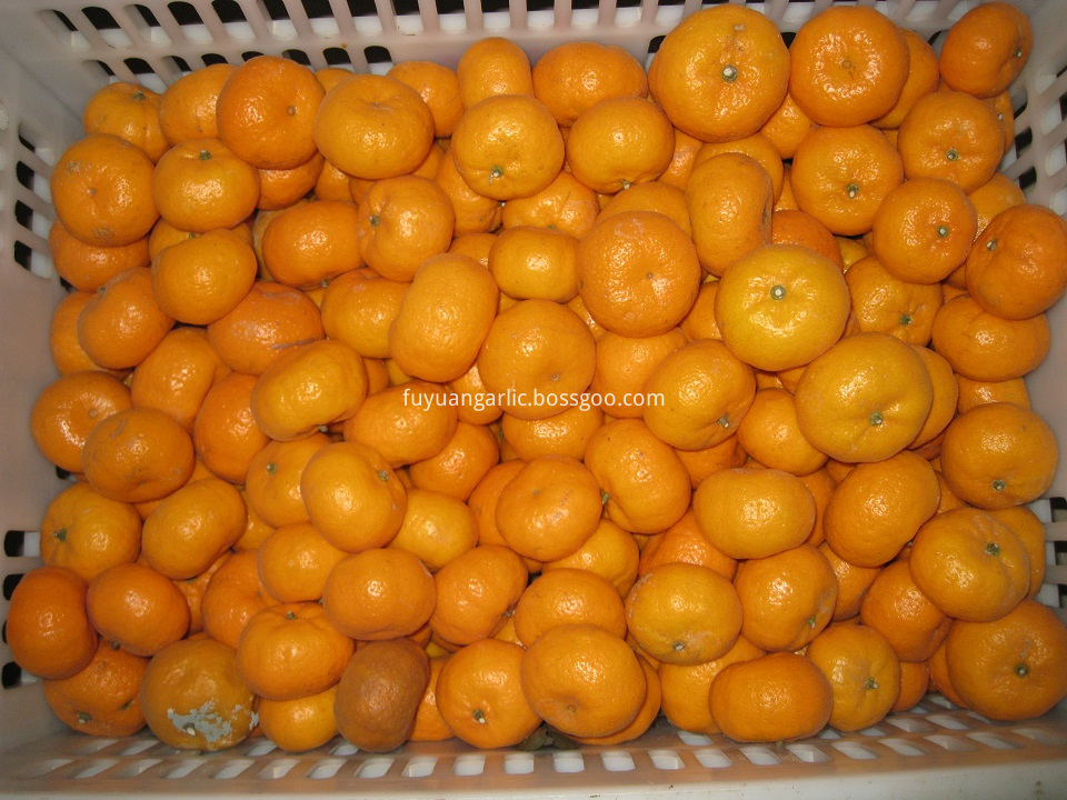 fresh baby mandarin 