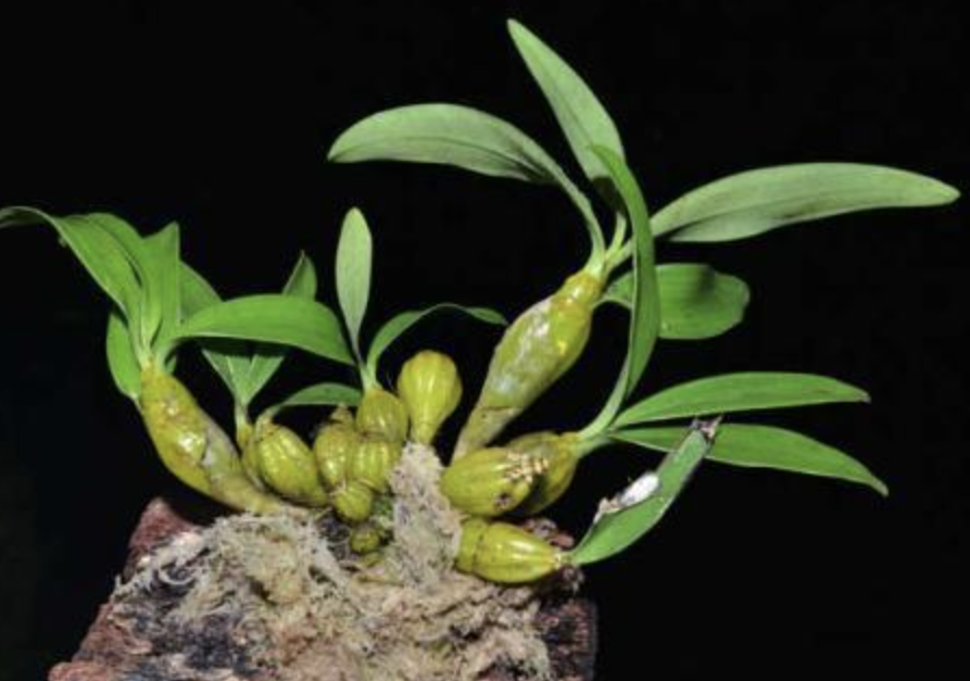 Dendrobium Officinale Extract