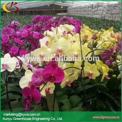 Wholesale orchid flowers Taiwan orchid seedling orchid supply