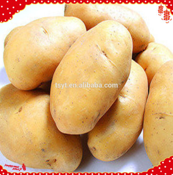 Sweet Yellow Holland Potato On Hot Sale From China Exporter