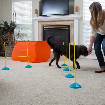 Pet Training Equipment from EASTONY