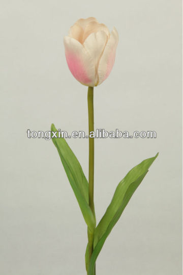 Flower Decorative Tulip