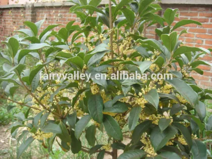 New Crop Sweet-Scented Osmanthus Fragrans Flower Tree Seeds For Planting