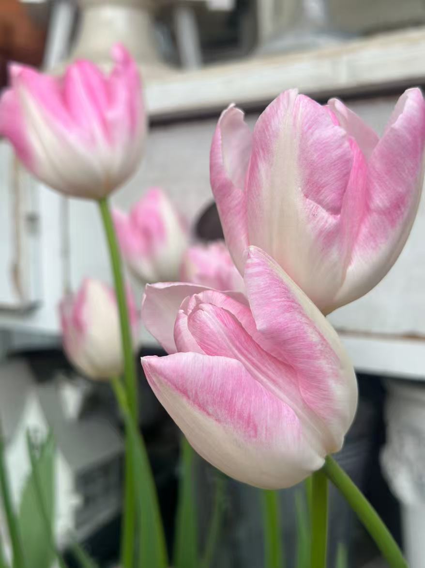 Fresh cut First Class Tulip2