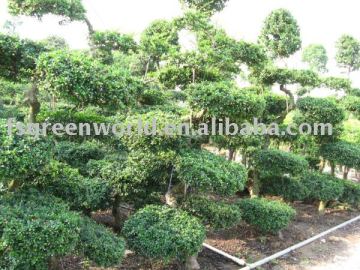 Carmona Microphylla bosnai nursery