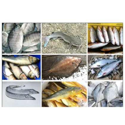 Automatic Multi-Fish Head Cutting and Deheading Equipment - Anchovy Tail Cutter Machine