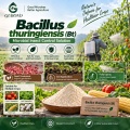 Bacillus thuringiensis (Bt) مسحوق مبيد حشري ميكروبي للزراعة