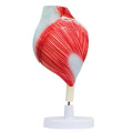 /msite/products/detail/productid/63604673/id/1517769.html