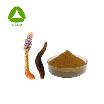 Cistanche Deserticola Extract Echinacoside 15% ผง