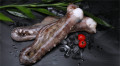 Tentáculo de lula de frutos do mar congelado