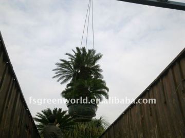 group cycas loading