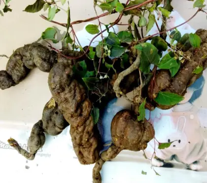 He shou wu essential oil Fo-Ti price fleece flower root