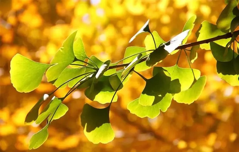 Ginkgo Exract (5)