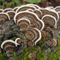 Estratto di funghi per coda di tacchino natrual pianta di tacchino in polvere