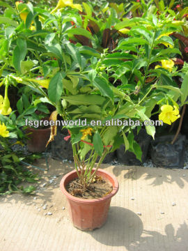 Allamanda cathartica shrub trees