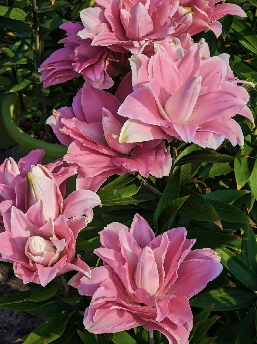 Roselily Trento Double Lily5