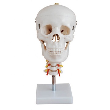Cervical Vertebra Adult Skull Model - Medical Manikin Teaching Instrument SC-A1013
