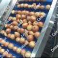 Roller Grading Machine for vegetable processing line