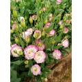 Lisianthus সরাসরি ফার্ম থেকে পিঙ্ক এজ সহ পাইকারি