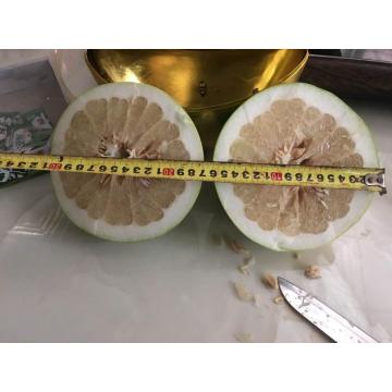 Pomelo segar Pinghe yang lezat