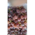 Segar Qulality Red Grape Bagus