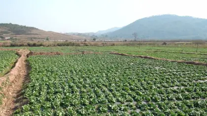 Bulls - Eye Systemic Fungicide