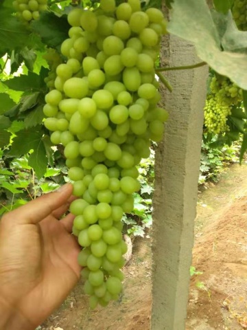 Fresh Thompson seedless grape