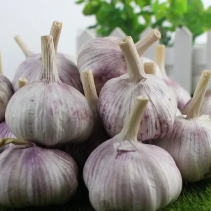 Natural Purple Garlic for Homemade Pickles
