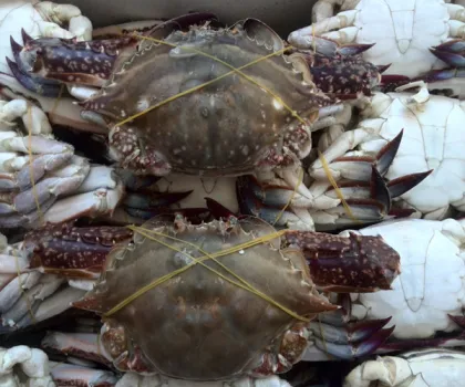 2018 lIVE FRESH AND FROZEN CHINESE KING CRAB