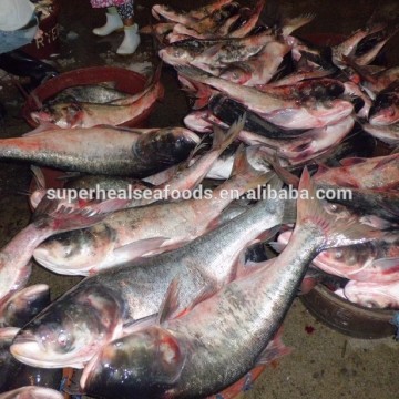 Whole Round Frozen Asian Carp