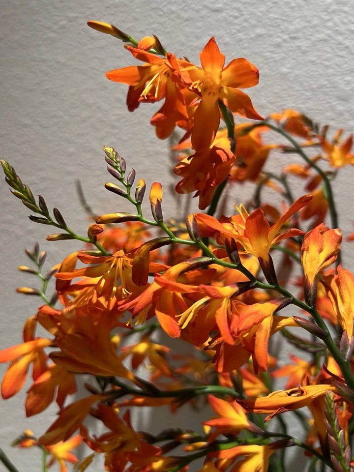 Renanthera coccinea