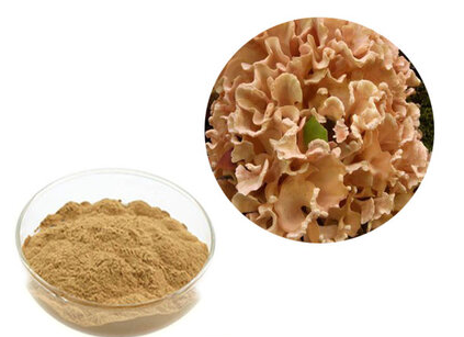 cauliflower mushroom cultivation