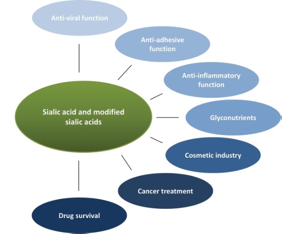 sialic acid 1