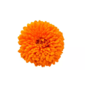 Marigold Flower Extract Lutein 5% Powder Water Soluble