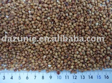 Red Sorghum
