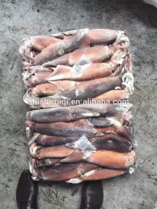 Frozen squid high quality illex squid, whole squid seafood