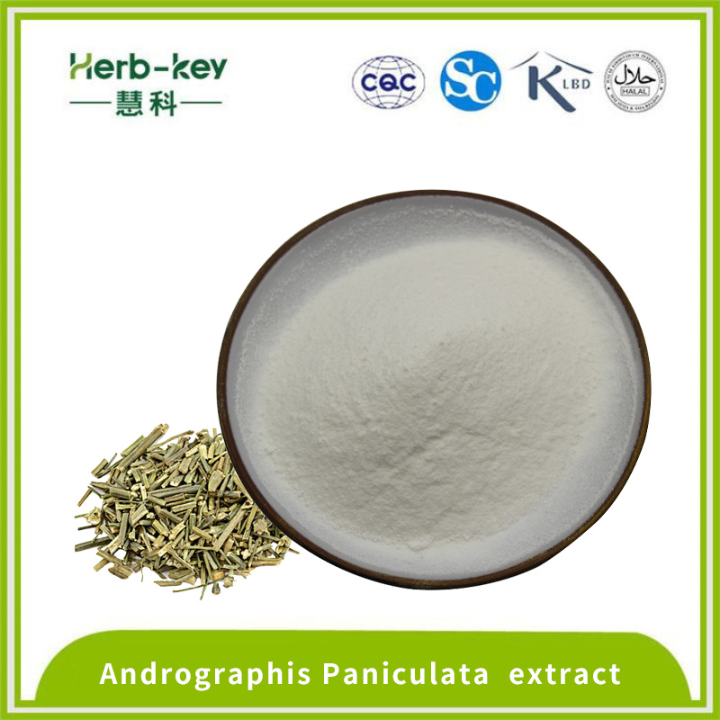 Andrographolide 5% Andrographis paniculata Extrait