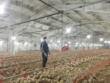 uae chicken farm poultry equipment for sale