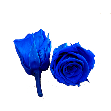 Wholesale Preserved Blue Roses - Everlasting Bright Blue Rose Heads